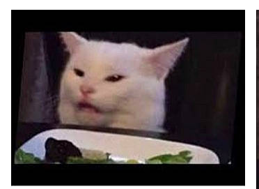 Doazjzbanlalekekenen participe au concours pour gagner de l'argent avec cette photo : asian, carnivore, cat, ear, felidae, khao_manee, kitten, napoleon_cat, nose, persian, photo_caption, photography, polydactyl_cat, ragdoll, skin, small_to_medium_sized_cats, snout, turkish_angora, turkish_van, whiskers