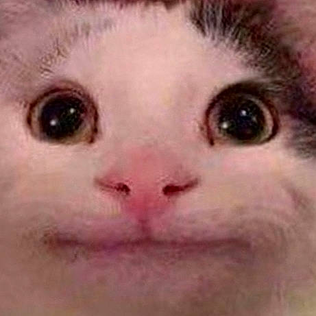 Doazjzbanlalekekenen participe au concours pour gagner de l'argent avec cette photo : cat, cheek, chin, close_up, eye, eyebrow, face, felidae, forehead, head, iris, kitten, lip, mouth, nose, selfie, skin, small_to_medium_sized_cats, snout, whiskers