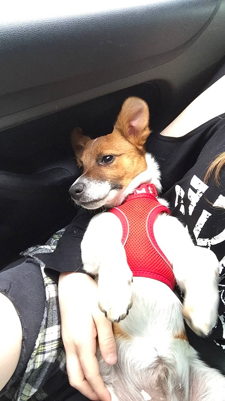 Lennie joined the competition — help win amazing prizes! canidae, carnivore, comfort, companion_dog, dog, dog_breed, ear, fawn, fur, lap, mammal, plaid, sitting, snout, sporting_group, tartan, terrier, toy_dog, whiskers, working_animal