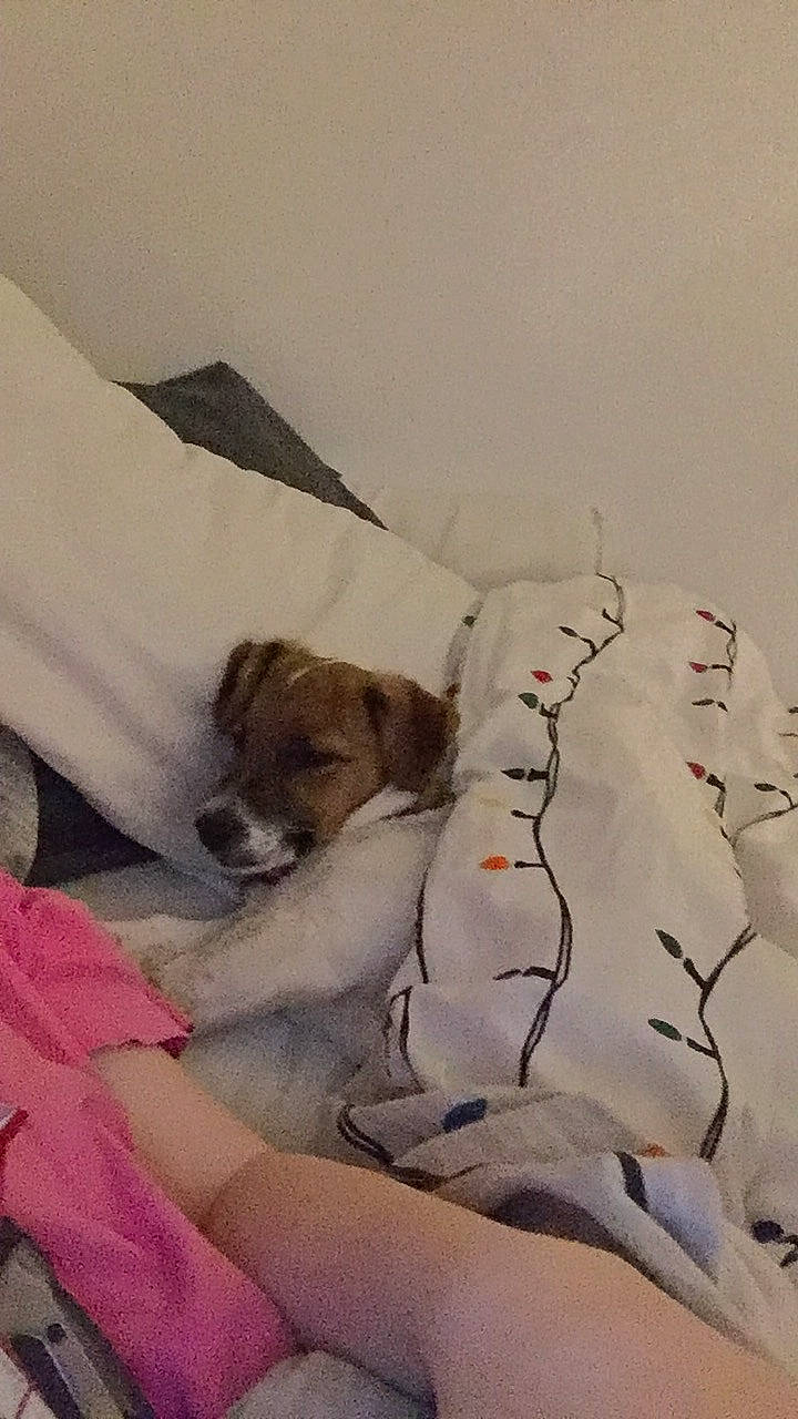 Lennie is registered to the contest to win money with this photo: art, bed_sheet, bedding, bedroom, bedtime, canidae, carnivore, comfort, companion_dog, dog, dog_breed, fawn, fur, linens, nap, paw, room, sporting_group, visual_arts, winter