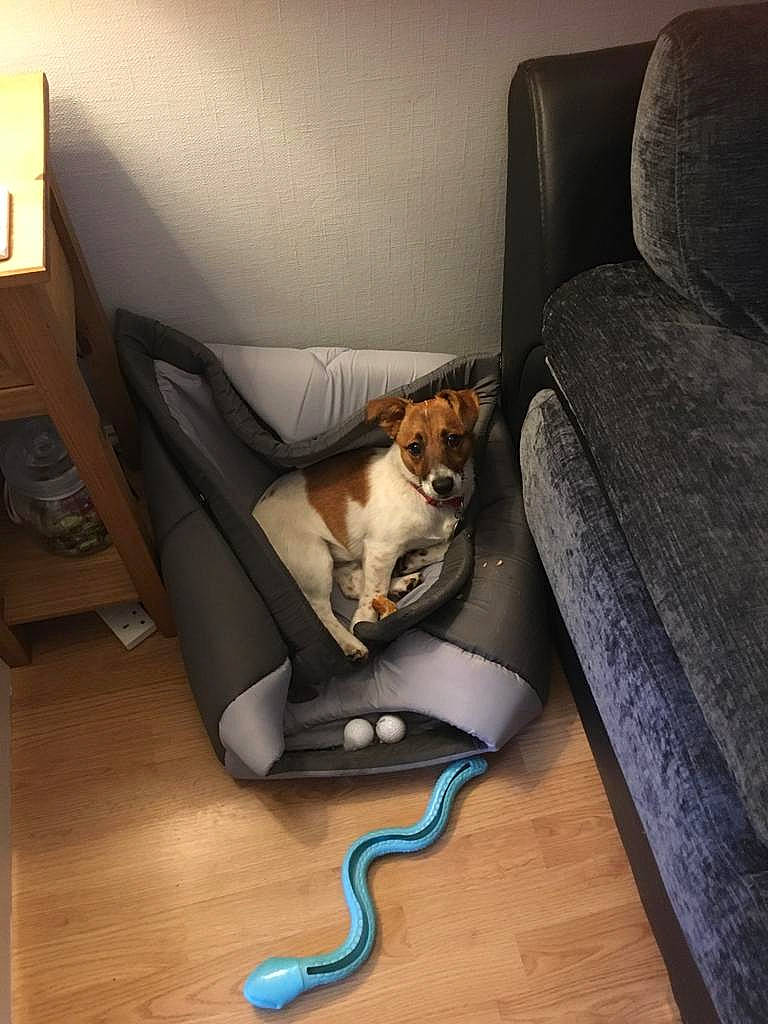 Lennie joined the competition — help win amazing prizes! armrest, carnivore, cat, comfort, companion_dog, couch, dog_breed, fawn, felidae, floor, flooring, furniture, hardwood, living_room, room, small_to_medium_sized_cats, studio_couch, tail, whiskers, wood