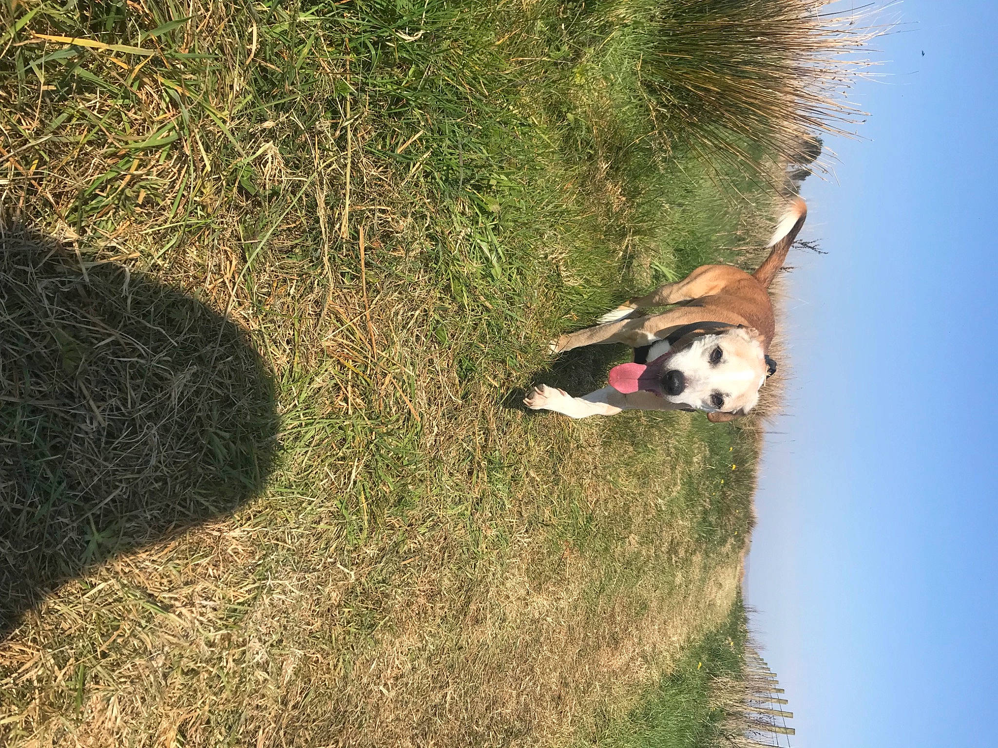 Jasper is registered to the contest to win money with this photo: ball, canidae, carnivore, cloud, dog, dog_breed, grass, grass_family, grassland, landscape, pasture, plant, shrub, sky, slope, soil, tree, trunk, wildlife, wood