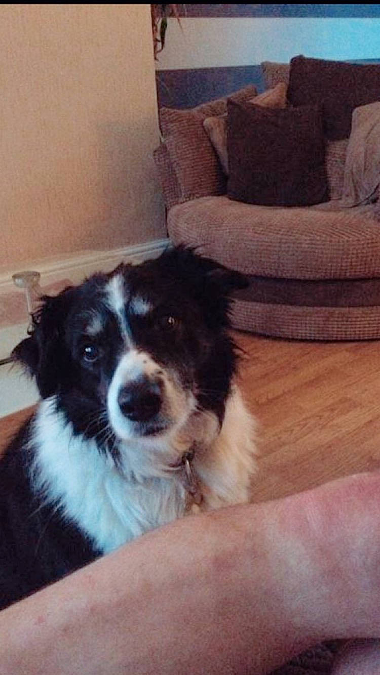 Zack is registered to the contest to win money with this photo: canidae, carnivore, companion_dog, dog, dog_breed, door, flooring, fur, gun_dog, hardwood, herding_dog, sleeper_chair, snout, sporting_group, toy_dog, whiskers, wood, working_animal, working_dog