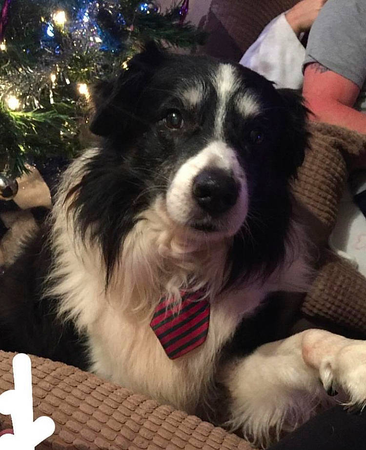 Zack is registered to the contest to win money with this photo: border_collie, canidae, carnivore, christmas_tree, collar, companion_dog, conifer, dog, dog_breed, dog_collar, event, fur, happy, herding_dog, holiday, puppy, snout, sporting_group, whiskers, working_dog