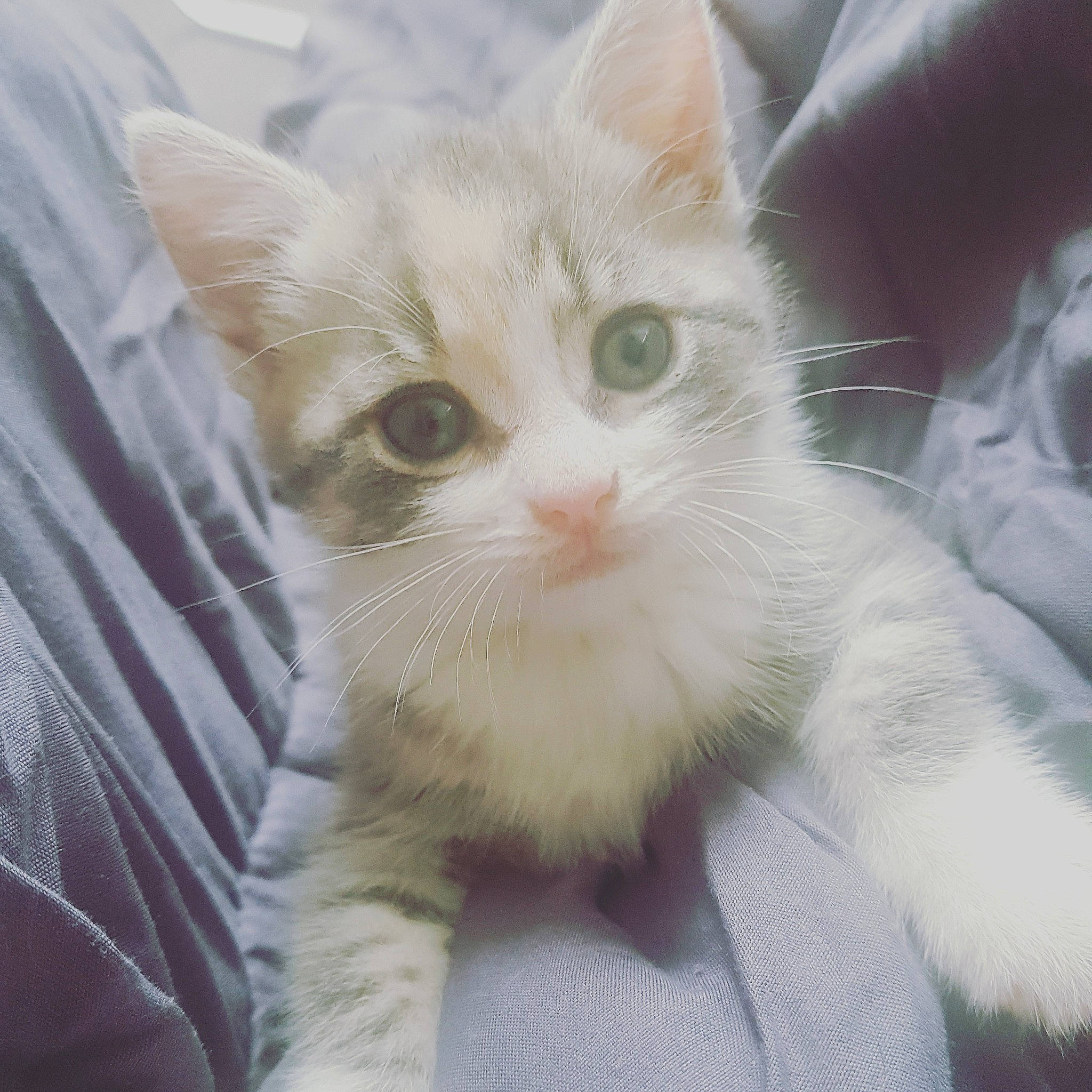 Vodka a rejoint le concours — aidez-le/la à gagner de superbes lots ! aegean_cat, american_wirehair, asian, british_semi_longhair, burmilla, carnivore, cat, domestic_long_haired_cat, domestic_short_haired_cat, eye, felidae, fur, kitten, mammal, ragamuffin, small_to_medium_sized_cats, turkish_angora, turkish_van, vertebrate, whiskers