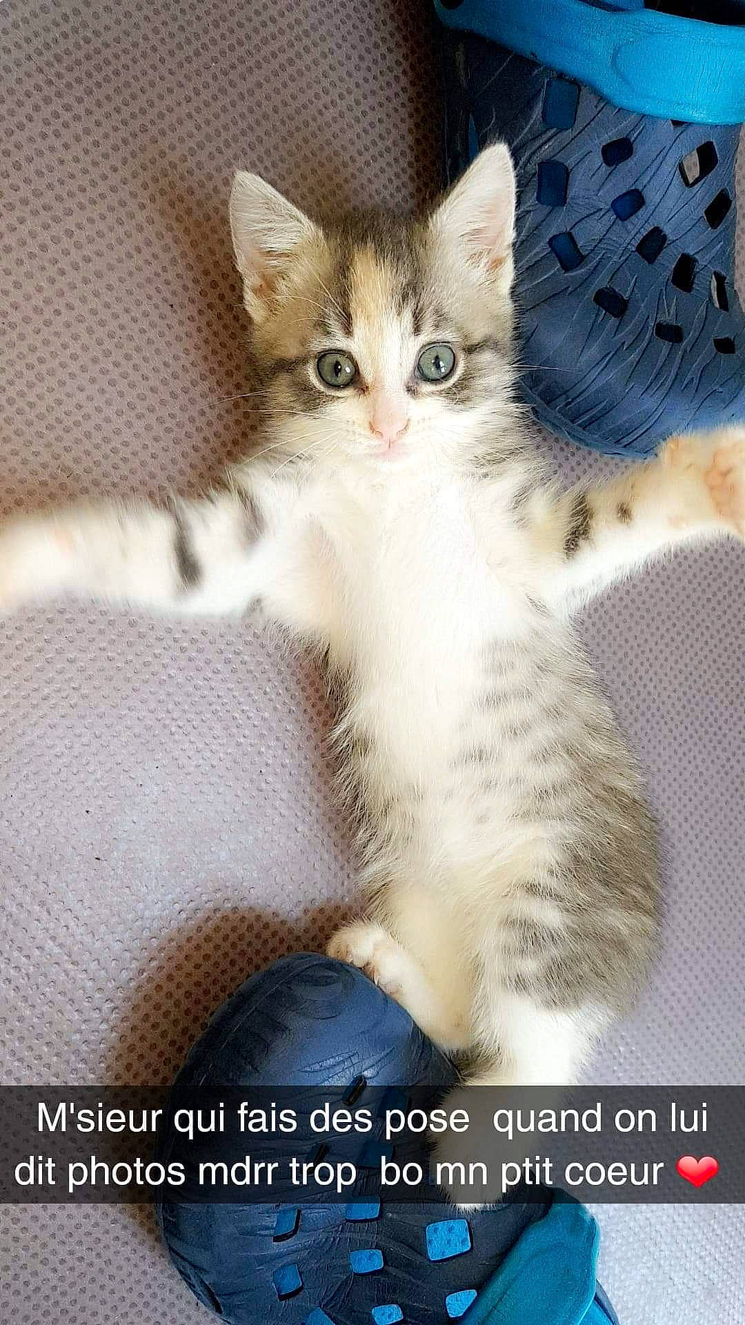 Vodka a rejoint le concours — aidez-le/la à gagner de superbes lots ! aegean_cat, american_wirehair, asian, carnivore, cat, domestic_short_haired_cat, european_shorthair, felidae, kitten, maine_coon, mammal, norwegian_forest_cat, paw, photo_caption, photography, polydactyl_cat, siberian, small_to_medium_sized_cats, tabby_cat, whiskers