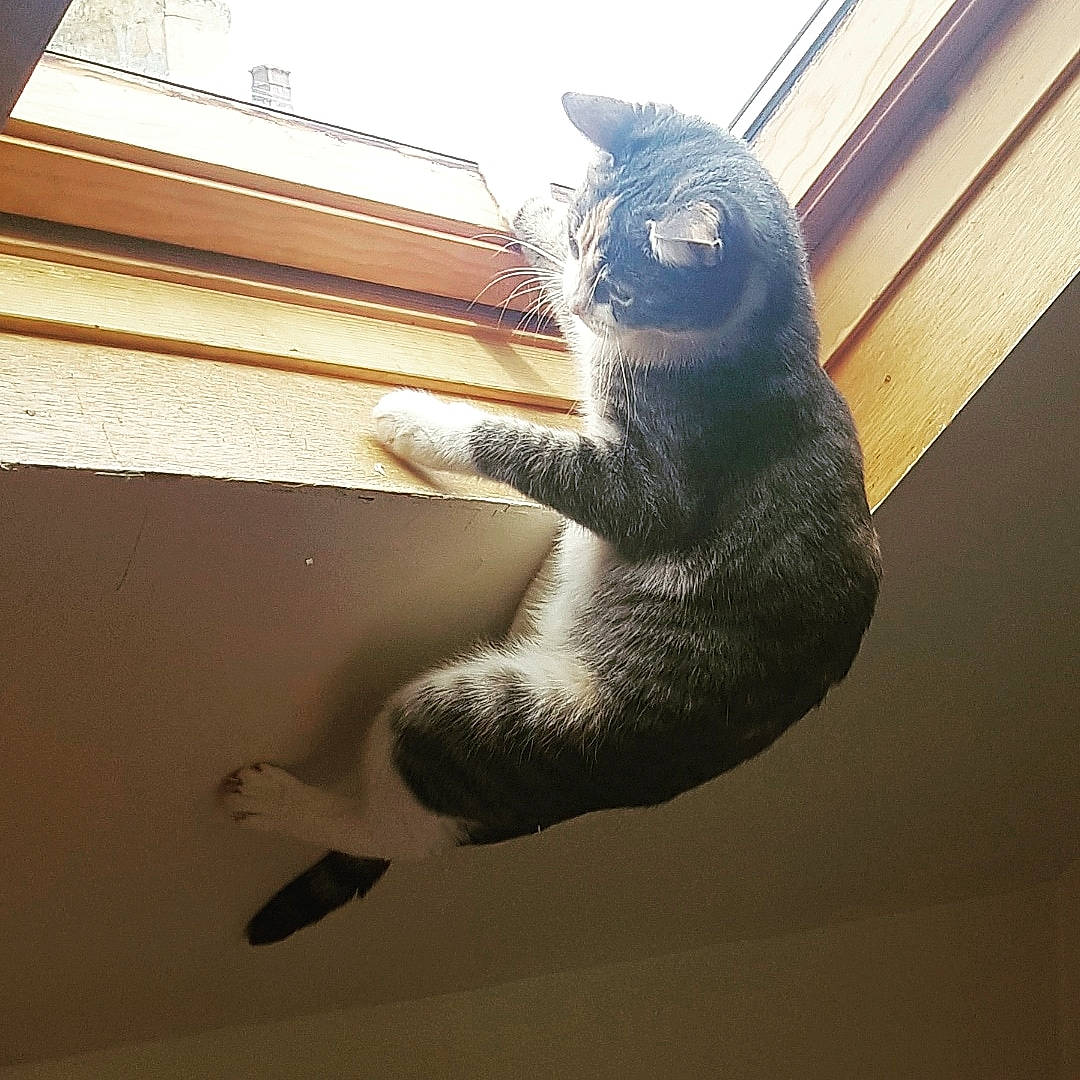 Vodka participe au concours pour gagner de l'argent avec cette photo : carnivore, cat, felidae, fur, kitten, leg, nose, paw, polydactyl_cat, russian_blue, small_to_medium_sized_cats, tail, whiskers, window