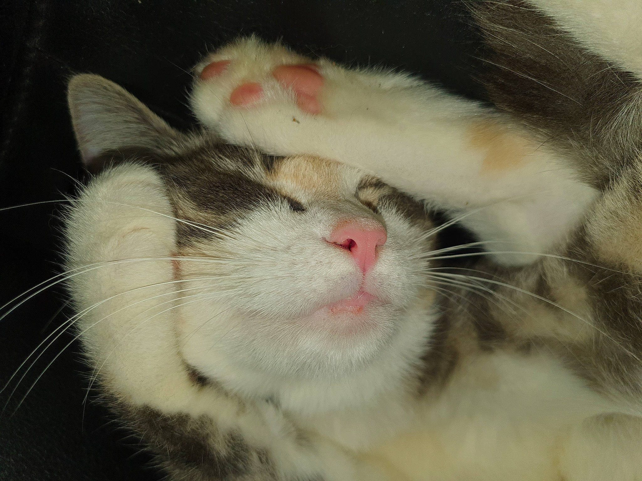 Vodka a rejoint le concours — aidez-le/la à gagner de superbes lots ! aegean_cat, american_wirehair, carnivore, cat, ear, european_shorthair, eye, fawn, felidae, fur, kitten, mammal, nose, paw, polydactyl_cat, small_to_medium_sized_cats, snout, whiskers