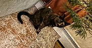 Butter joined the competition — help win amazing prizes! animal, carpet, cat, christmas_tree, curious, cute, decor, domestic, feline, floor, greenery, holiday, home, indoor, looking, pet, pine_needles, plant, sitting, tortoiseshell_cat