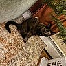 animal, carpet, cat, christmas_tree, curious, cute, decor, domestic, feline, floor, greenery, holiday, home, indoor, looking, pet, pine_needles, plant, sitting, tortoiseshell_cat