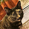 Butter joined the competition — help win amazing prizes! animal, cat, close_up, cozy, curious, cute, domestic, ears, eyes, feline, fur, indoor, looking_up, mammal, orange_curtain, pet, plant, portrait, tortoiseshell, whiskers