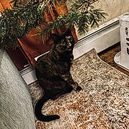 Butter joined the competition — help win amazing prizes! animal, black_cat, branch, cat, christmas_tree, cozy, curious, curtains, floor, furniture, heater, home, indoor, orange_curtains, patterned_rug, pet, pine_needles, rug, sitting, tortoiseshell_cat