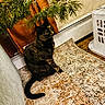 Butter joined the competition — help win amazing prizes! animal, black, brown, cat, cozy, curious, curtains, domestic_cat, feline, floor, green, home, indoor, laundry_basket, orange, pet, pine_branches, rug, sitting, tortoiseshell_cat