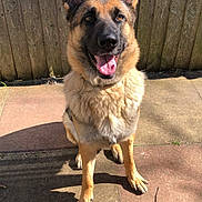 Athena joined the competition — help win amazing prizes! dog, german_shepherd, pet, outdoor, sunlight, fence, tongue_out, ears_up, happy, canine, animal, sitting, pavement, collar, shadow, fur, brown, black, friendly, domestic
