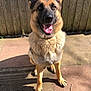 dog, german_shepherd, pet, outdoor, sunlight, fence, tongue_out, ears_up, happy, canine, animal, sitting, pavement, collar, shadow, fur, brown, black, friendly, domestic