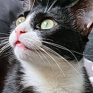 Spocky joined the competition — help win amazing prizes! cat, black_and_white, close_up, whiskers, pink_nose, green_eyes, pet, animal, feline, curious, portrait, indoor, fur, looking_up, cute, muzzle, face, domestic_cat, soft_light, closeup