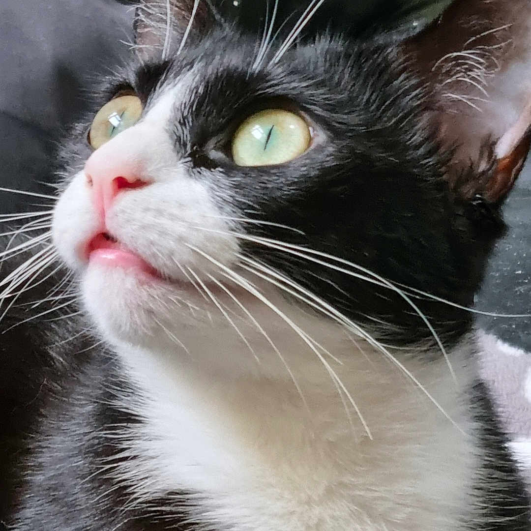 Spocky joined the competition — help win amazing prizes! animal, black_and_white, cat, close_up, closeup, curious, cute, domestic_cat, face, feline, fur, green_eyes, indoor, looking_up, muzzle, pet, pink_nose, portrait, soft_light, whiskers