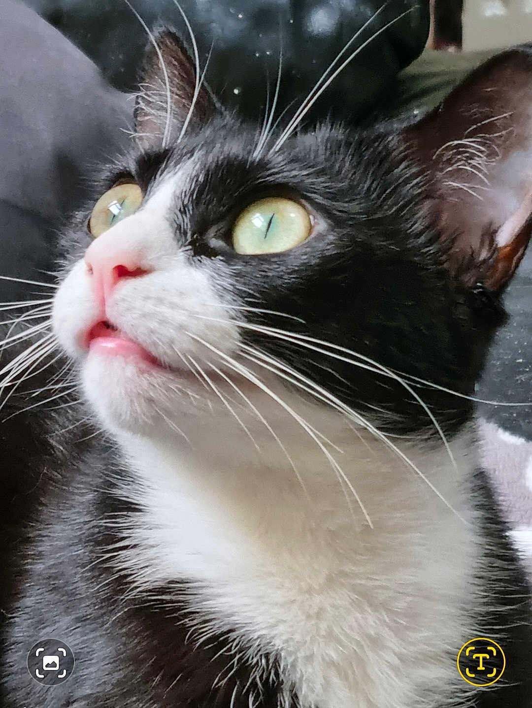 Spocky joined the competition — help win amazing prizes! cat, black_and_white, close_up, whiskers, pink_nose, green_eyes, pet, animal, feline, curious, portrait, indoor, fur, looking_up, cute, muzzle, face, domestic_cat, soft_light, closeup