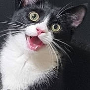 Spock joined the competition — help win amazing prizes! carnivore, cat, cat_supply, domestic_short_haired_cat, felidae, font, fur, graphics, multimedia_software, pet_supply, photo_caption, photography, rectangle, screenshot, small_to_medium_sized_cats, snout, stock_photography, terrestrial_animal, watch, whiskers