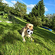Tigrou participe au concours pour gagner de l'argent avec cette photo : dog, golden_retriever, soccer_ball, grass, outdoor, sunny, greenery, tree, nature, pet, animal, playful, backyard, blue_sky, leaves, summer, canine, happy, resting, garden
