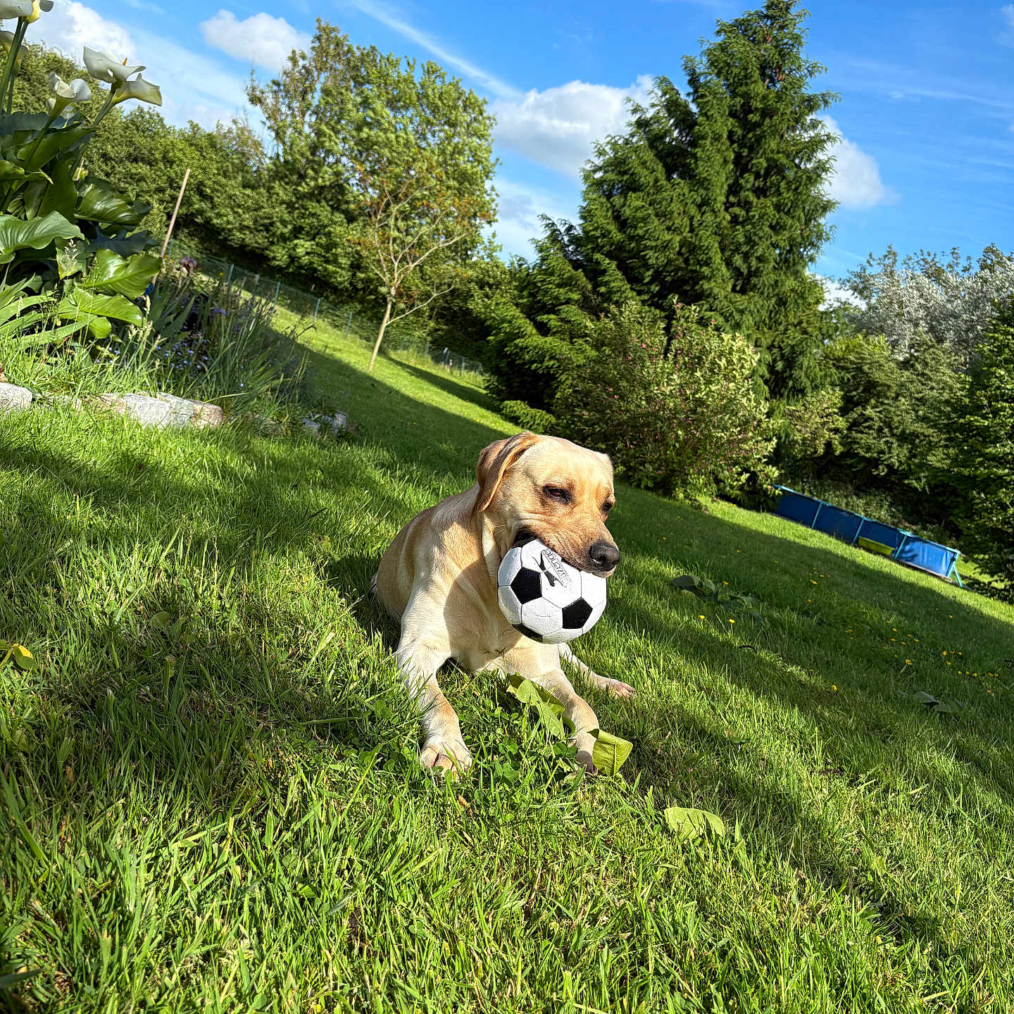 Tigrou participe au concours pour gagner de l'argent avec cette photo : animal, backyard, blue_sky, canine, dog, garden, golden_retriever, grass, greenery, happy, leaves, nature, outdoor, pet, playful, resting, soccer_ball, summer, sunny, tree