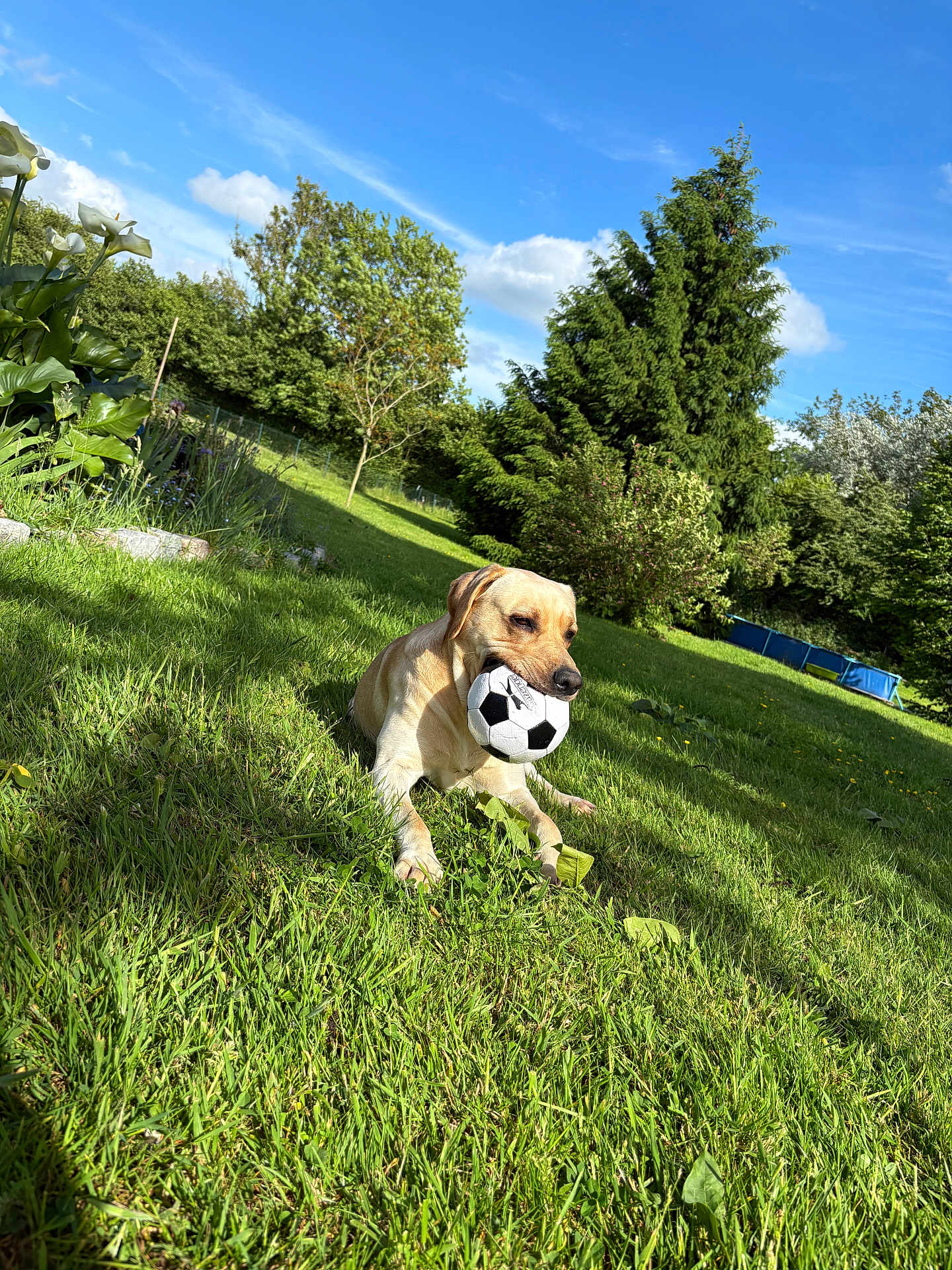 Tigrou participe au concours pour gagner de l'argent avec cette photo : dog, golden_retriever, soccer_ball, grass, outdoor, sunny, greenery, tree, nature, pet, animal, playful, backyard, blue_sky, leaves, summer, canine, happy, resting, garden