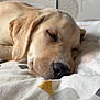 dog, puppy, sleeping, golden_retriever, bed, blanket, indoor, close_up, fur, pet, animal, resting, cute, cozy, peaceful, face, nose, ear, whiskers, soft_light