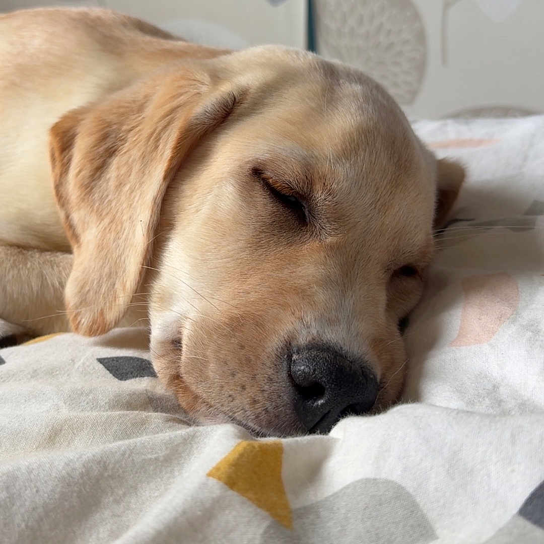 Athéna participe au concours pour gagner de l'argent avec cette photo : animal, bed, blanket, close_up, cozy, cute, dog, ear, face, fur, golden_retriever, indoor, nose, peaceful, pet, puppy, resting, sleeping, soft_light, whiskers
