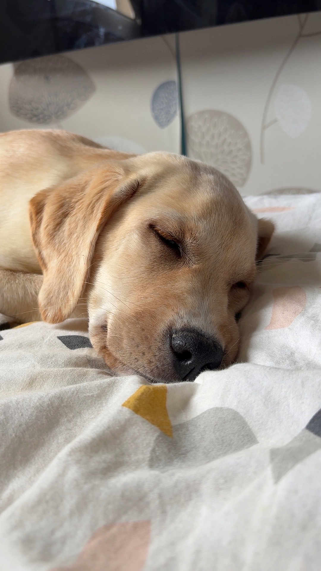 Athéna participe au concours pour gagner de l'argent avec cette photo : dog, puppy, sleeping, golden_retriever, bed, blanket, indoor, close_up, fur, pet, animal, resting, cute, cozy, peaceful, face, nose, ear, whiskers, soft_light