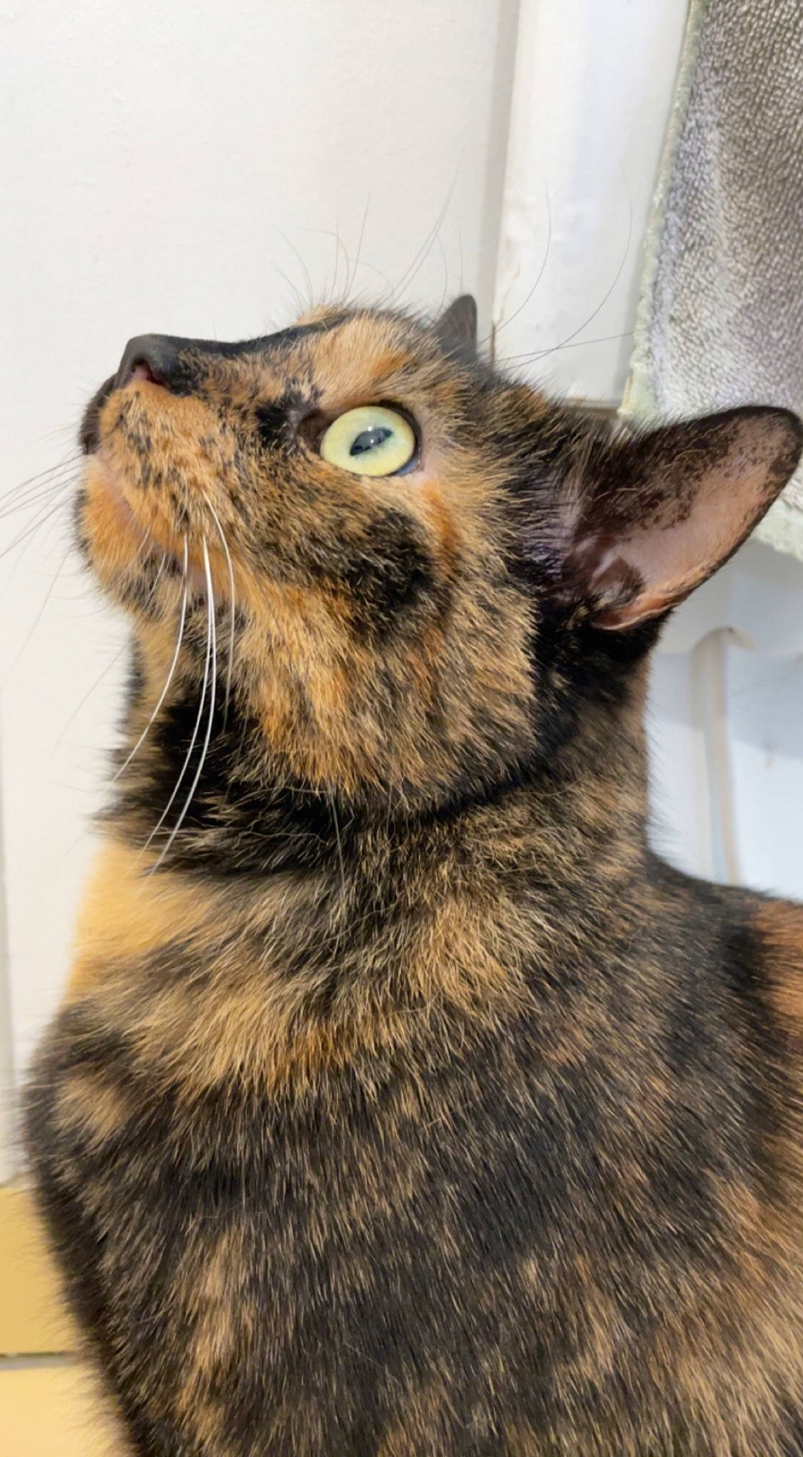 Mino a rejoint le concours — aidez-le/la à gagner de superbes lots ! carnivore, cat, close_up, domestic_short_haired_cat, ear, eye, felidae, fur, paw, small_to_medium_sized_cats, snout, terrestrial_animal, whiskers, wildlife