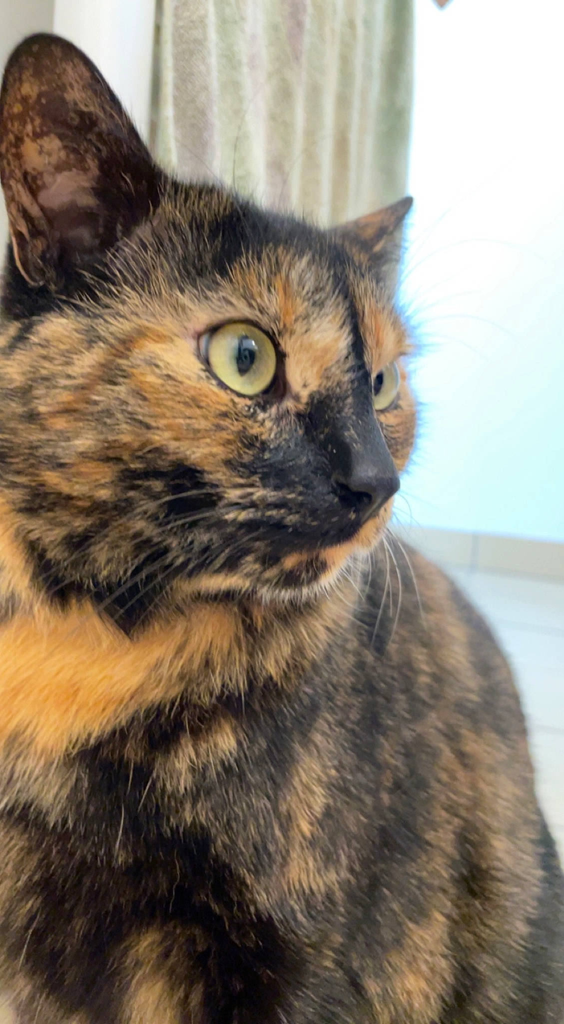 Mino participe au concours pour gagner de l'argent avec cette photo : carnivore, cat, domestic_short_haired_cat, door, eye, felidae, fur, hair, head, iris, small_to_medium_sized_cats, snout, terrestrial_animal, tree, whiskers, wildlife