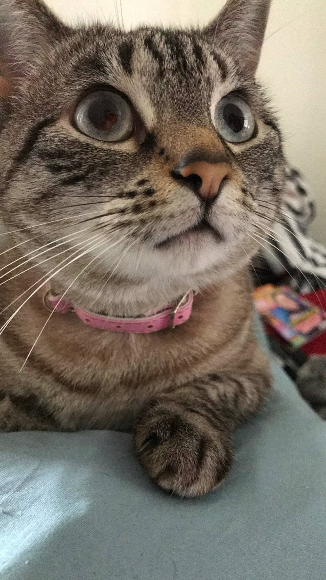 Hermione a rejoint le concours — aidez-le/la à gagner de superbes lots ! carnivore, cat, close_up, domestic_short_haired_cat, eye, felidae, fur, hair, head, paw, small_to_medium_sized_cats, snout, terrestrial_animal, whiskers, wildlife, window