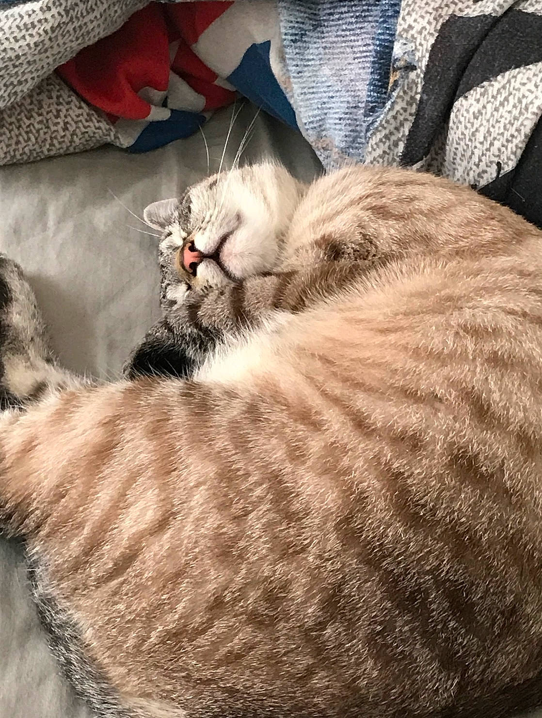 Hermione participe au concours pour gagner de l'argent avec cette photo : carnivore, cat, cat_supply, claw, comfort, domestic_short_haired_cat, fawn, felidae, fur, grey, linens, nap, paw, sleep, small_to_medium_sized_cats, snout, tail, terrestrial_animal, whiskers, wood