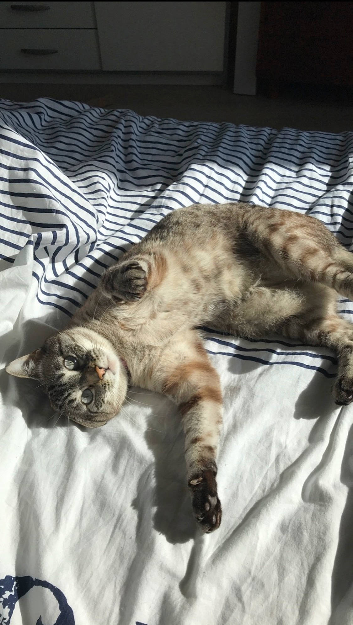 Hermione participe au concours pour gagner de l'argent avec cette photo : bed, big_cats, carnivore, cat, claw, comfort, domestic_short_haired_cat, fang, felidae, fur, linens, nap, paw, sleep, small_to_medium_sized_cats, snout, tail, terrestrial_animal, whiskers, wildlife