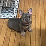Merley joined the competition — help win amazing prizes! animal, canine, companion, curious, cute, dog, domestic, ears, flooring, food_bowls, french_bulldog, indoor, paw_print_mat, pet, pet_feeding_station, puppy, sitting, water_bowl, wooden_floor, young