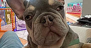 Merley is registered to the contest to win money with this photo: french_bulldog, puppy, dog, indoor, close_up, pet, canine, animal, cute, laying, lap, furniture, home, colorful, baby_gate, pet_collar, ears, face, snout, whiskers