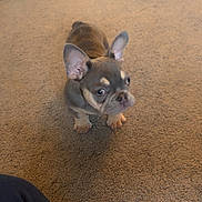 Merley is registered to the contest to win money with this photo: animal, brown_dog, canine, carpet, companion, curious, cute, dog, domestic_animal, ears_up, floor, french_bulldog, furniture, indoor, looking_up, pet, pet_indoor, puppy, small_dog, young_dog