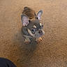 animal, brown_dog, canine, carpet, companion, curious, cute, dog, domestic_animal, ears_up, floor, french_bulldog, furniture, indoor, looking_up, pet, pet_indoor, puppy, small_dog, young_dog