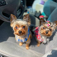 Winston And Paisley joined the competition — help win amazing prizes! dog, yorkshire_terrier, pet, car_interior, seat, blue_outfit, red_dress, bow, cute, small_dog, animal, fur, ears, eyes, looking_up, indoor, vehicle, steering_wheel, car_seat, sunlight