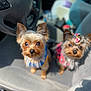 dog, yorkshire_terrier, pet, car_interior, seat, blue_outfit, red_dress, bow, cute, small_dog, animal, fur, ears, eyes, looking_up, indoor, vehicle, steering_wheel, car_seat, sunlight