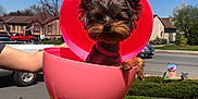 Winston And Paisley joined the competition — help win amazing prizes! dog, small_dog, puppy, pink_egg, plastic_egg, outdoor, daylight, grass, person, hand, suburban, sky, blue_sky, houses, collar, cute, pet, animal, holding, playful