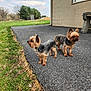 alert, animal, bench, building, canine, clouds, daytime, dog, fur, grass, nature, outdoor, pavement, pets, sidewalk, sky, small_dog, trees, yard, yorkshire_terrier