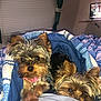 Winston And Paisley joined the competition — help win amazing prizes! dog, yorkshire_terrier, puppy, blanket, bed, indoor, pet, cute, fur, ears, snuggling, relaxed, curious, blue, white, television, window, curtains, cozy, domestic