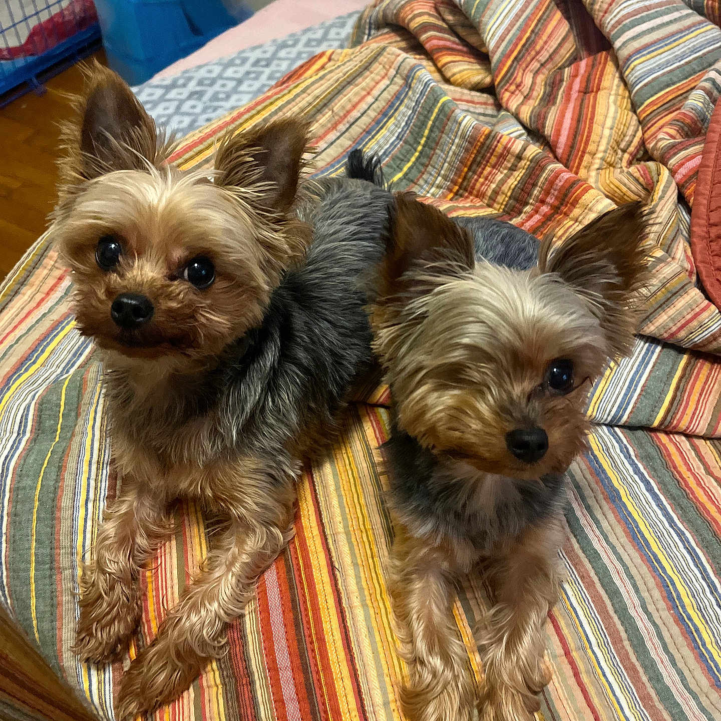 Winston And Paisley is registered to the contest to win money with this photo: animal, bed, blanket, companion, cozy, cute, dog, domestic, ears_up, floor, fur, indoor, looking_up, lying_down, pet, small_dog, striped, two_dogs, wooden_floor, yorkshire_terrier