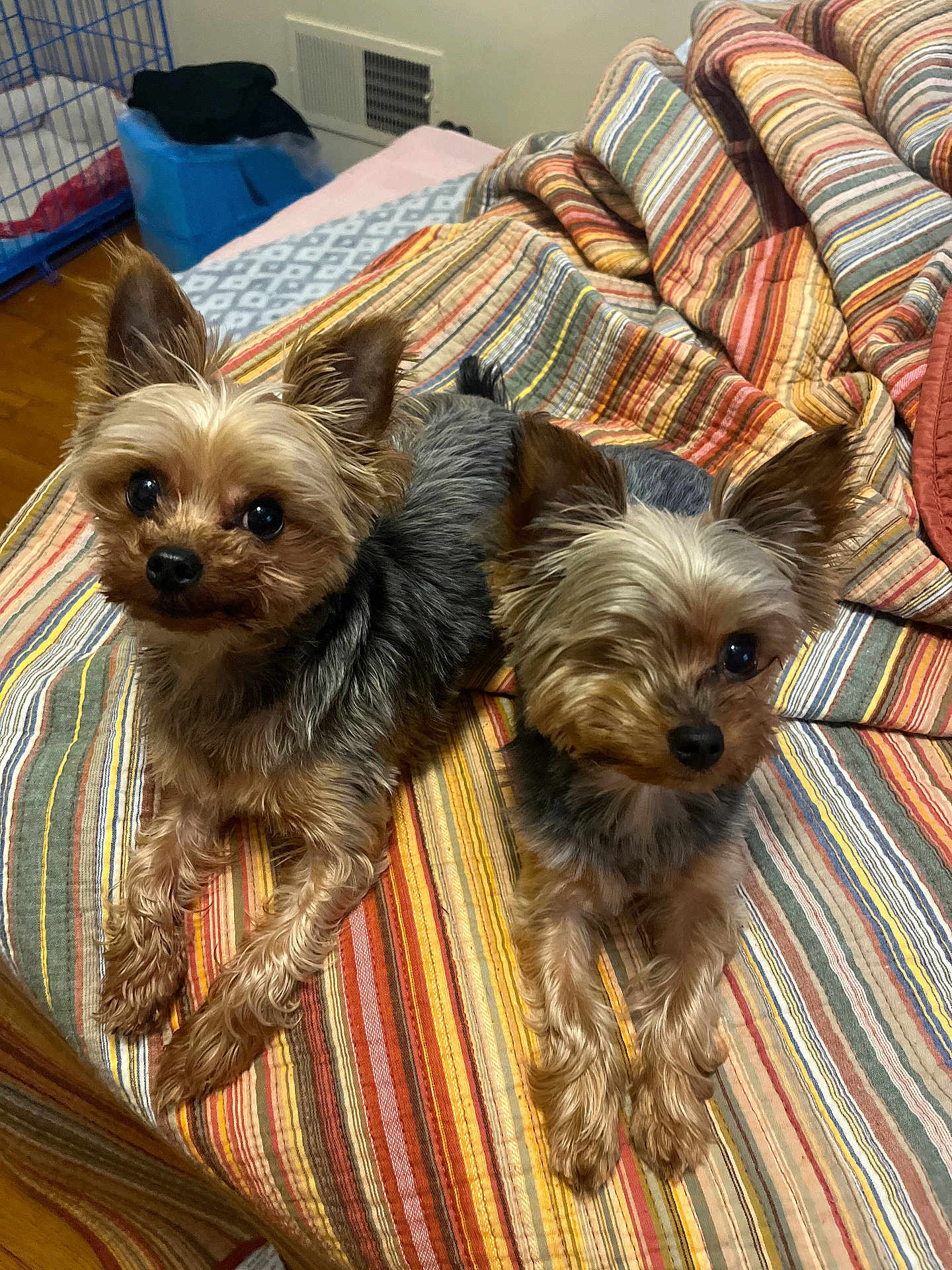 Winston And Paisley is registered to the contest to win money with this photo: dog, yorkshire_terrier, pet, animal, bed, blanket, striped, indoor, cute, fur, small_dog, two_dogs, lying_down, looking_up, ears_up, companion, domestic, cozy, floor, wooden_floor