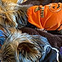 Winston And Paisley joined the competition — help win amazing prizes! dog, small_dog, fur, pet_clothing, halloween, pumpkin, skeleton, orange_shirt, black_shirt, blanket, plaid, brown_blanket, cozy, snuggling, animal, cute, resting, indoor, fur_texture, ears