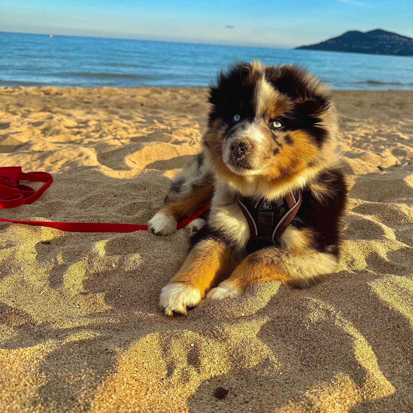 Ace participe au concours pour gagner de l'argent avec cette photo : animal, beach, blue_eyes, cute, dog, fluffy, harness, island, leash, nature, ocean, outdoor, pet, puppy, relaxing, sand, sea, shadow, sky, sunlight