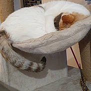 Kitty participe au concours pour gagner de l'argent avec cette photo : cat, sleeping, cat_tree, pet, indoor, cozy, curled_up, fur, tail, hammock, furniture, living_room, television, wall_mount, play_toy, scratch_post, beige, closeup, nap, domestic_cat