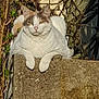 cat, white_cat, feline, sitting, concrete_wall, stone_wall, paws, face, ears, whiskers, eyes, fur, sunlight, shadow, branches, shrub, outdoor, garden, relaxed, portrait