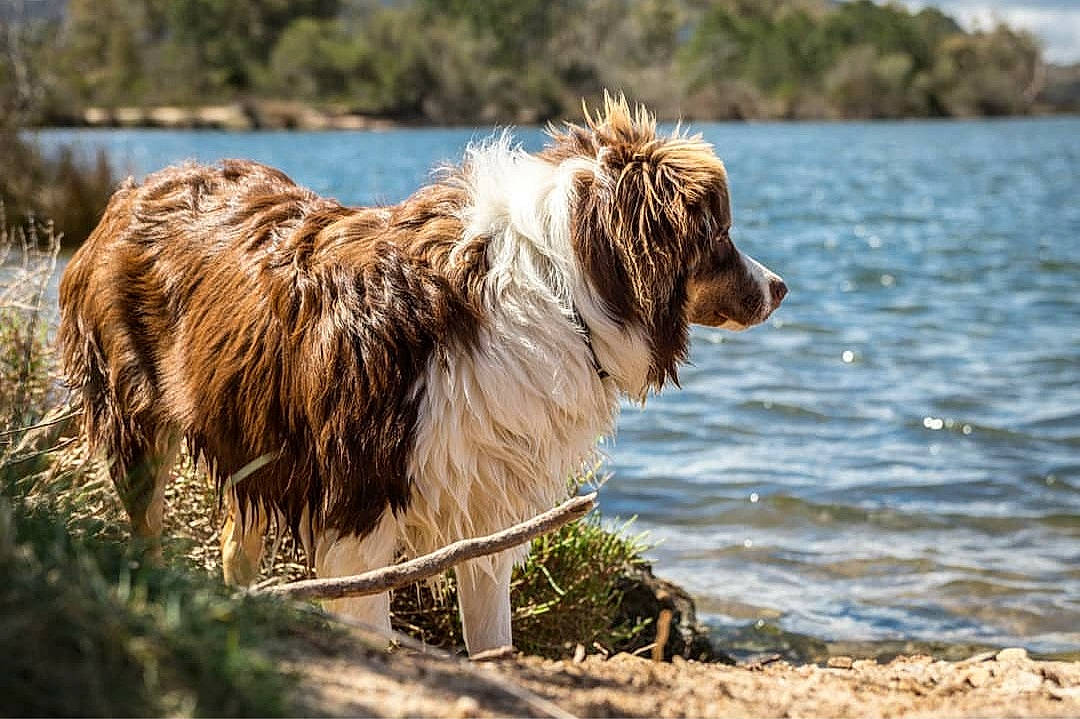 Rouki a rejoint le concours — aidez-le/la à gagner de superbes lots ! australian_shepherd, canidae, carnivore, dog, dog_breed, mammal, nova_scotia_duck_tolling_retriever, retriever, sporting_group, vertebrate